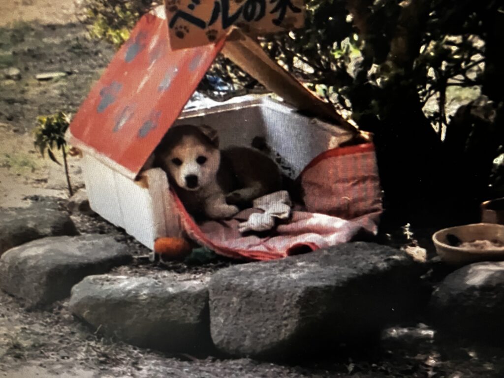 仲間はずれだった白い犬ベル|子どもたちと一緒に過ごした時間