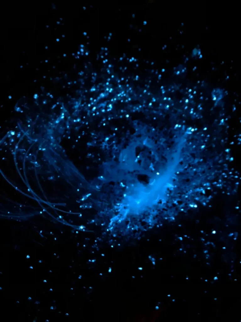 足元に広がる、小さな宇宙。