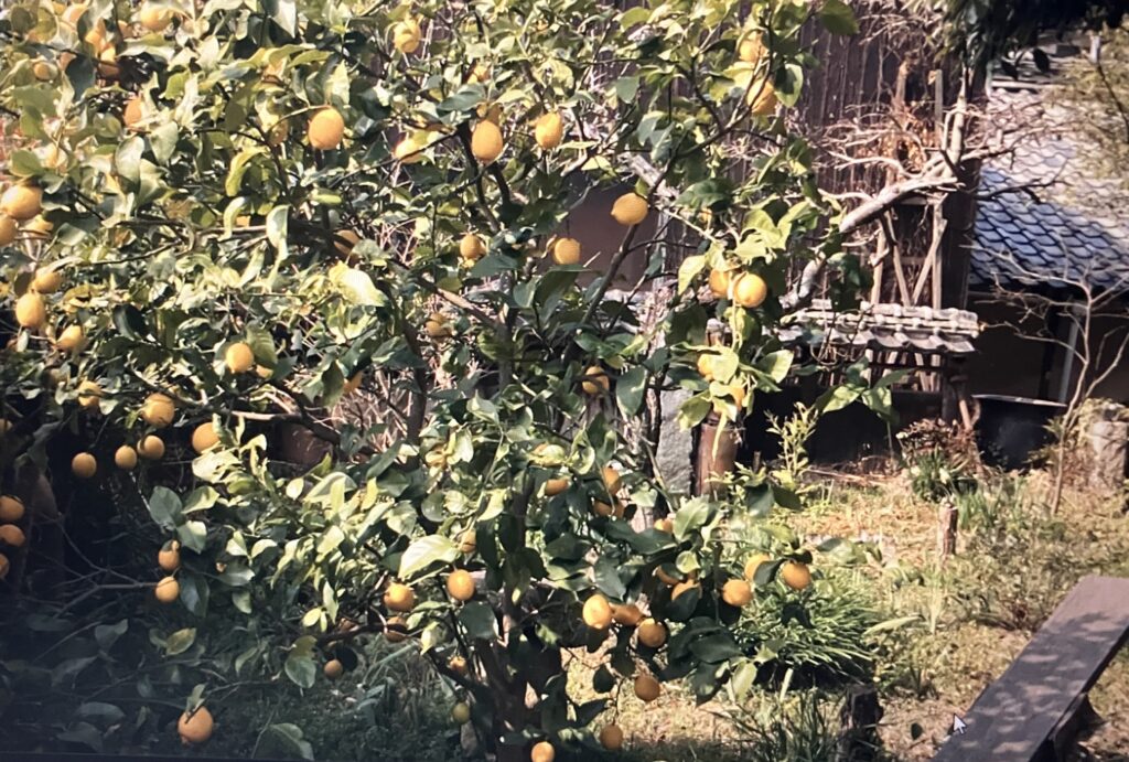 🍋レモンは主役ではないけれど、料理も人生も豊かにしてくれる名脇役。